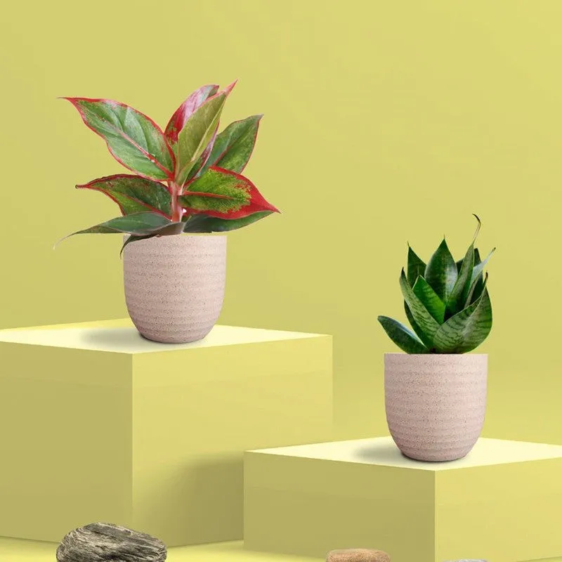 Greenkin Aglaonema Lipstick & Snake Live Plants (Ivory) - Set Of Two media 3