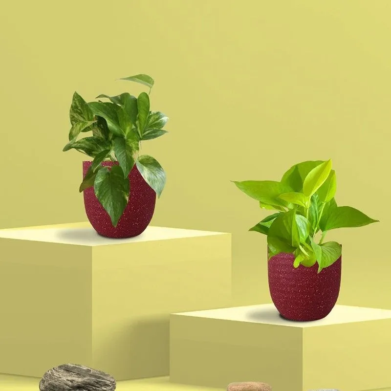 Greenkin Money Plant & Gold King Indoor Live Plants (Red) - Set Of Two media 3