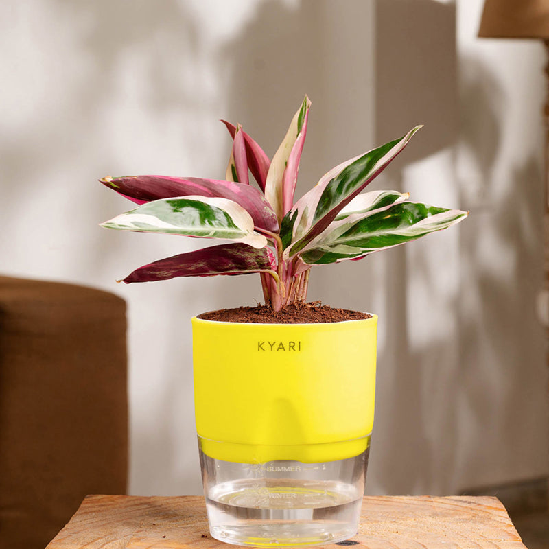 Kyari Calathea Plant With Self Watering Pot (Yellow) - 18 cm