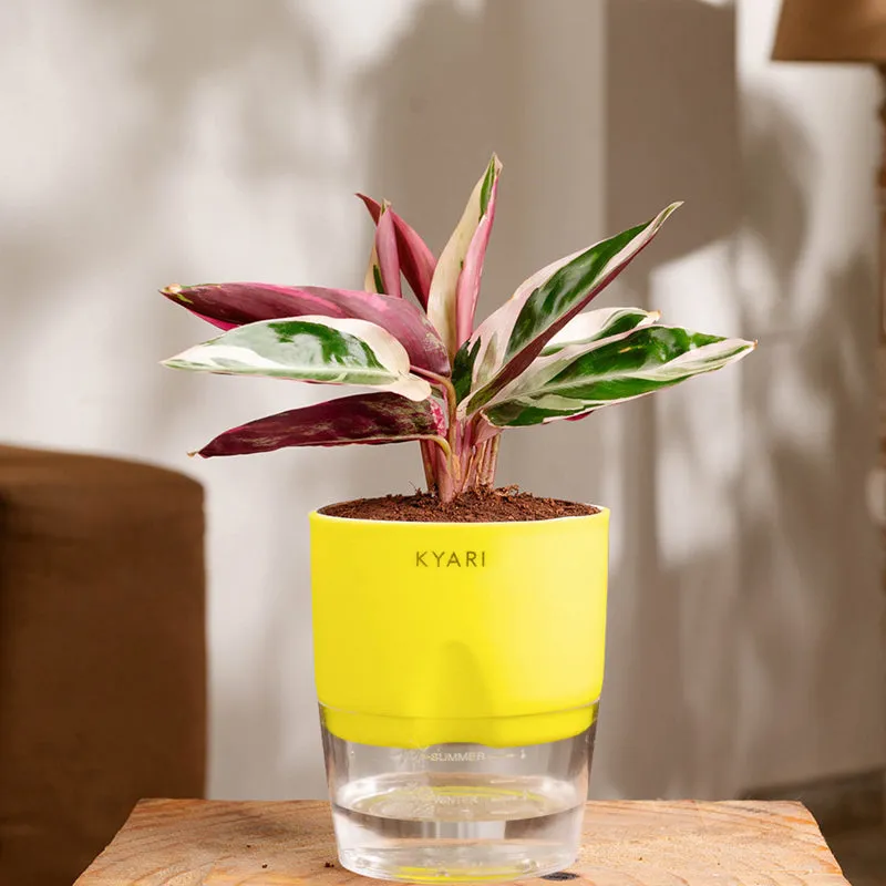 Kyari Calathea Plant With Self Watering Pot (Yellow) - 18 cm media 1
