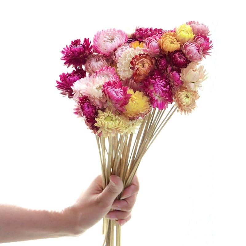 Naturally Dried Chrysanthemum Straw Stems - Set Of Twenty Five media 4