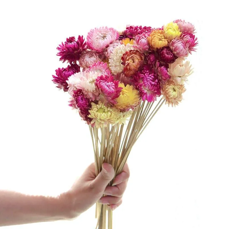 Naturally Dried Chrysanthemum Straw Stems - Set Of Twenty Five media 4