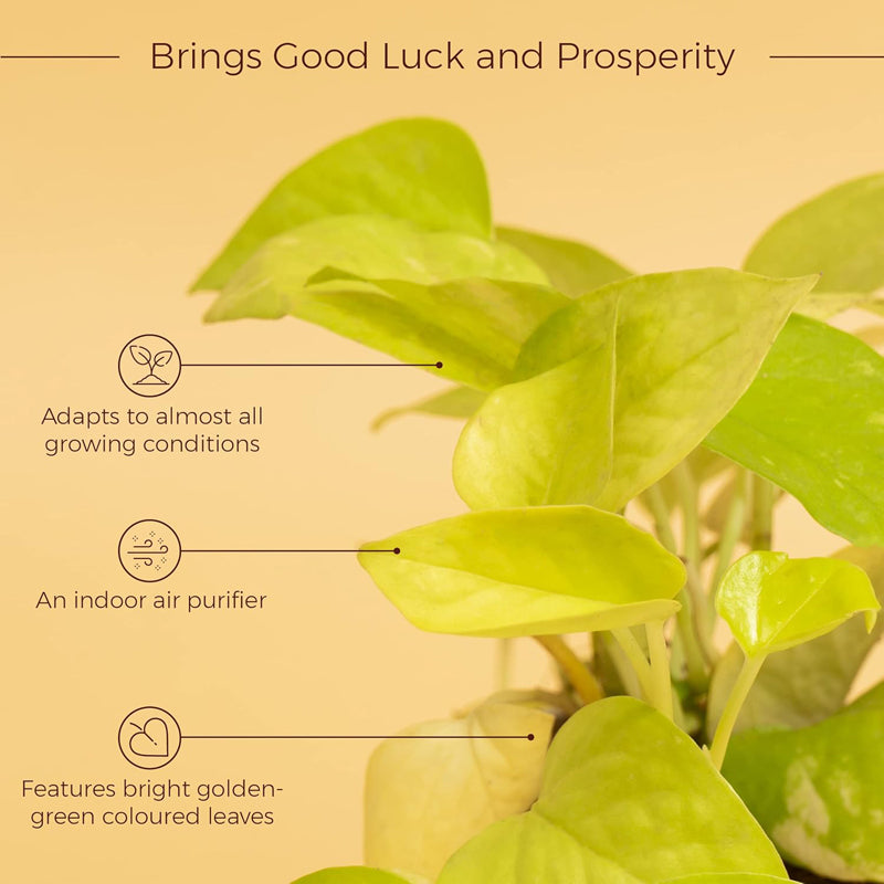 Kyari Viridian Golden Pothos Plant With Self Watering Pot - White media 3