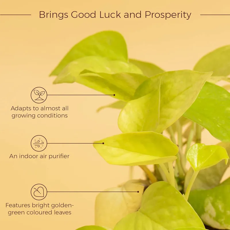 Kyari Viridian Golden Pothos Plant With Self Watering Pot - White media 3