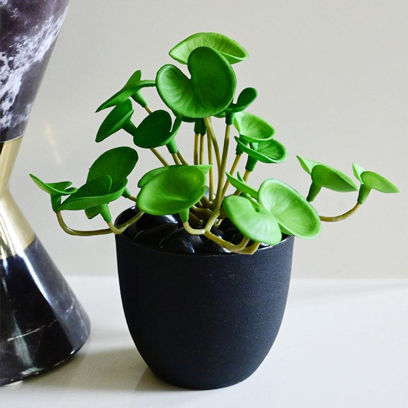 Pennelle Artificial Pennywort Leaf With Black Plastic Pot (Dark Green) - 13 cm media 4