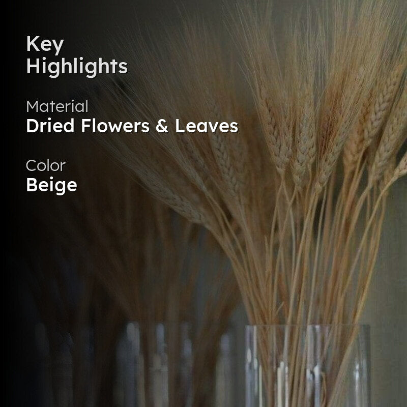 Naturally Dried Wheat Grass Stems - Set Of Thirty media 2
