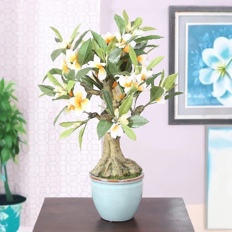 Faux Frangipani Bonsai In Ceramic Pot (2.07 ft) - White | Vaaree