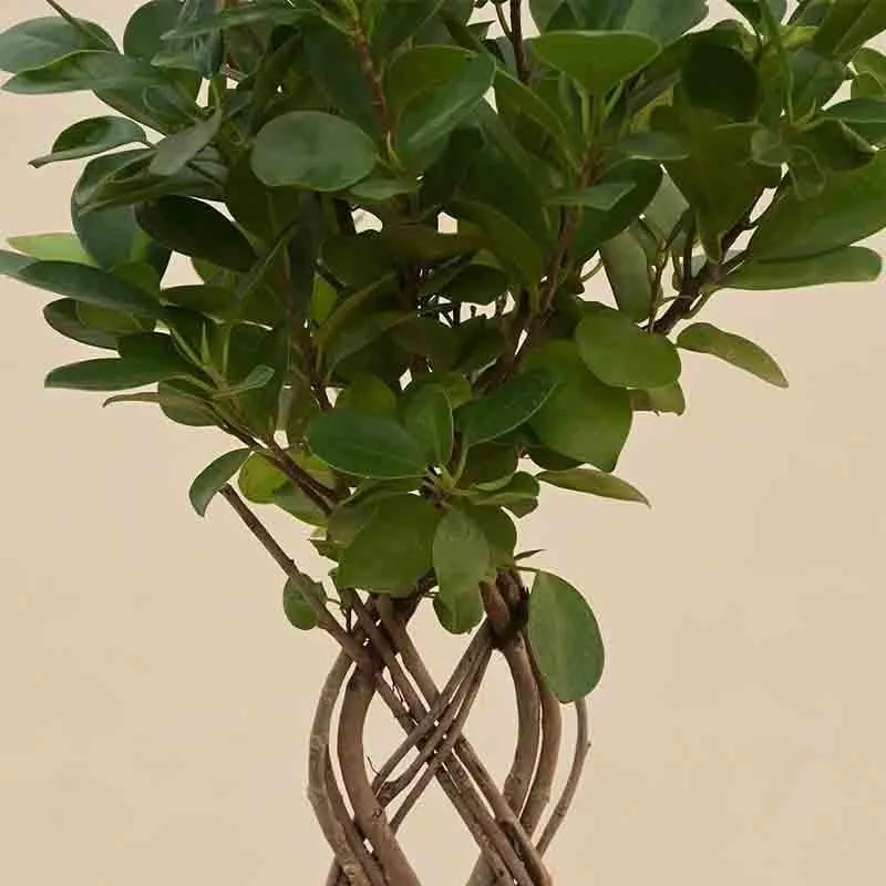 Ugaoo Netted Ficus Tree media 4