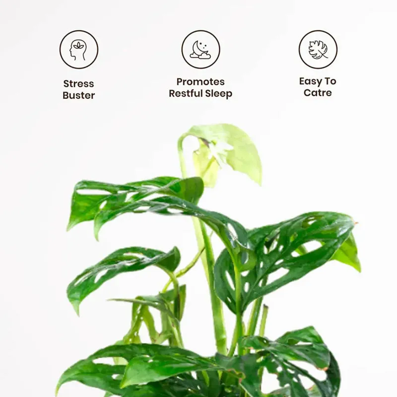 Kyari Philodendron Broken Heart With Self Watering Pot - White media 4