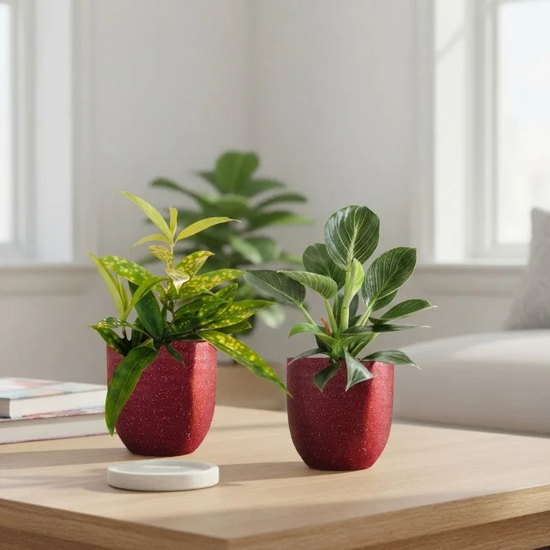 Greenkin Bamboo & Birkin Live Plants (Red) - Set Of Two media 1