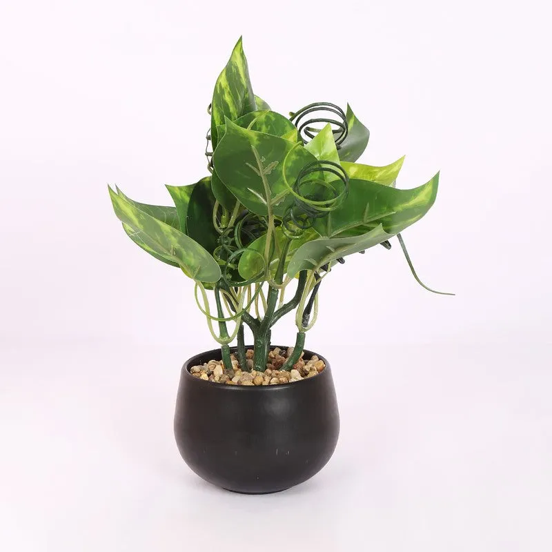Lucky Artificial Money Plants With Pot - Dark Green media 3