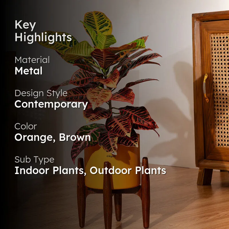 Kyari Agalonema Ice Plant With Metal Self Watering Pot (Orange) - 2 Feet media 2