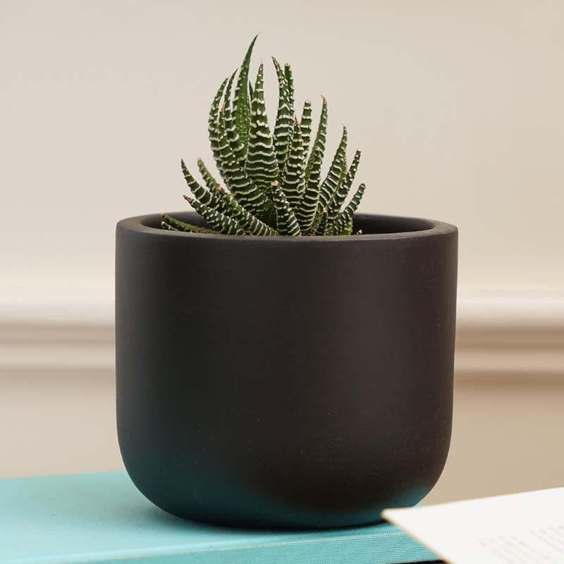 Oh-So Cute Planter- Black media 3