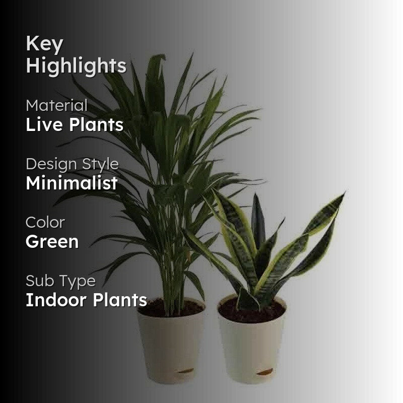 Ugaoo Air Purifying Plant Bundle - Areca Palm, Sansevieria Futura Superba media 2