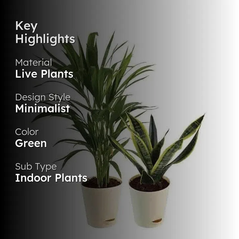 Ugaoo Air Purifying Plant Bundle - Areca Palm, Sansevieria Futura Superba media 2