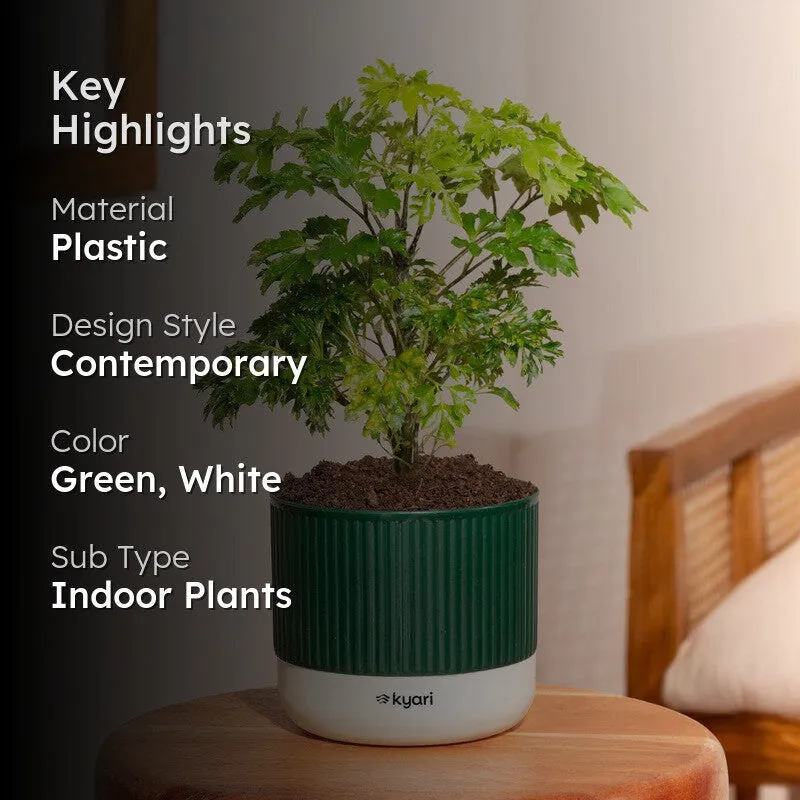 Kyari Aralia Green with Self Watering Pot - Green media 2