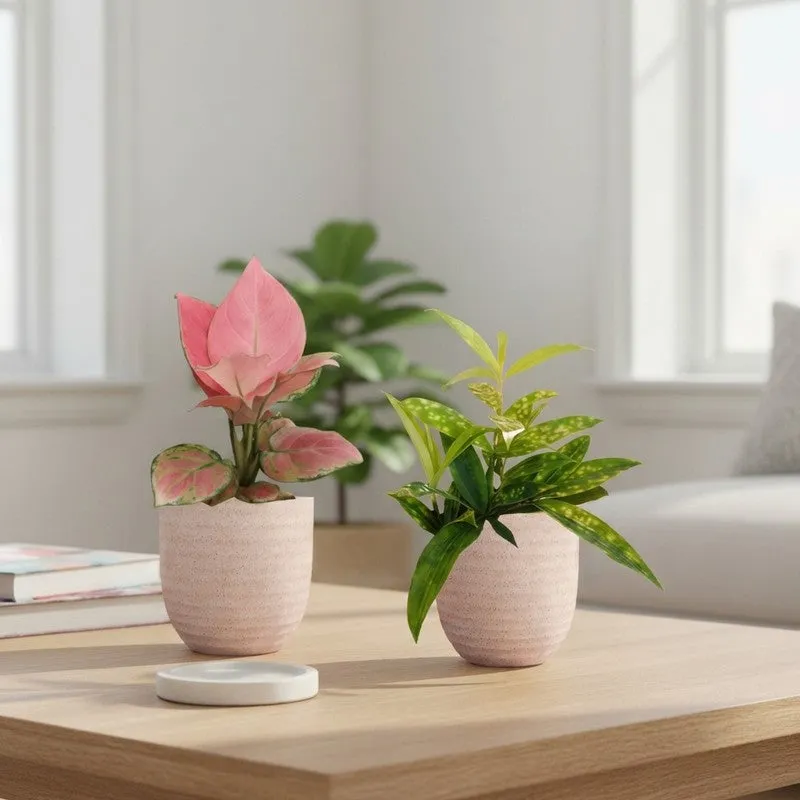 Greenkin Aglaonema & Bamboo Live Plants (Ivory) - Set Of Two media 1