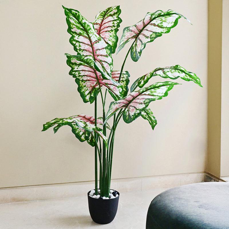 Calatrop Artificial Tropical Caladium With Basic Black Plastic Pot - 150 cm (5 ft) media 3