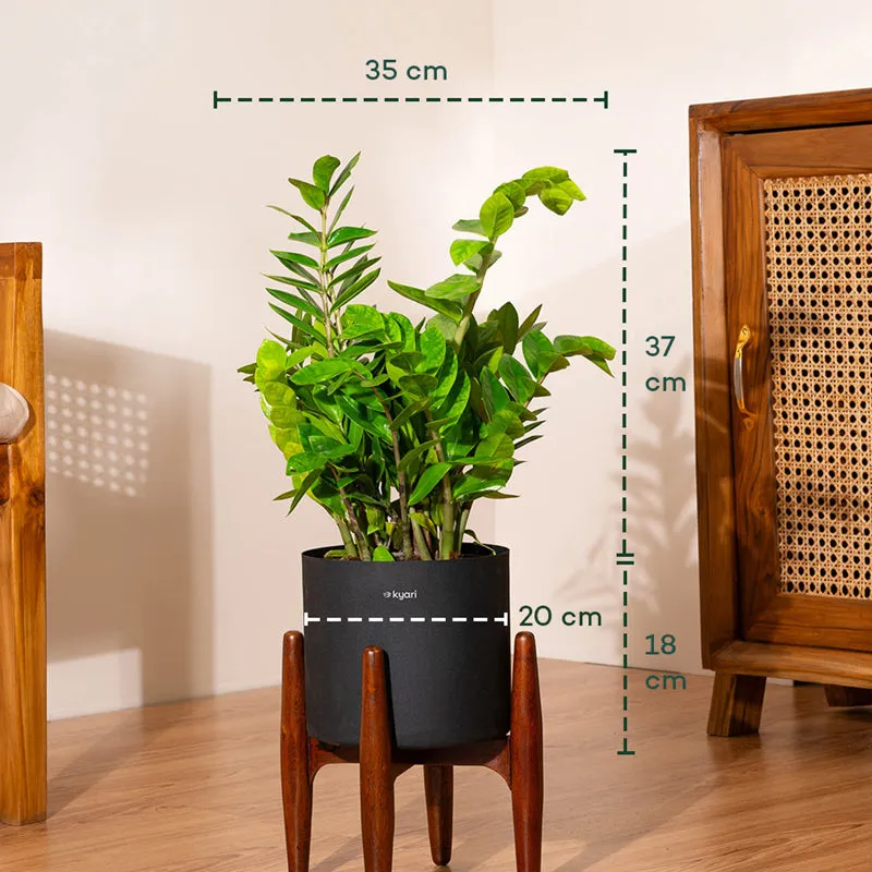 Kyari Green ZZ Plant With Metal Self Watering Pot (Black) media 5