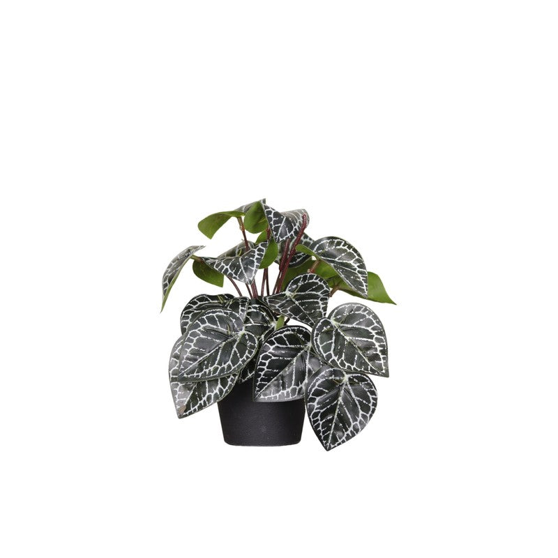 Artificial Philodendron Plant With Black Fiber Pot (Silver) - 0.6 Feet media 4