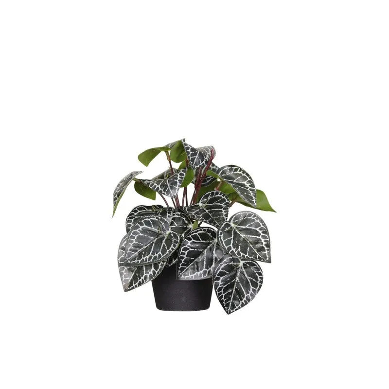 Artificial Philodendron Plant With Black Fiber Pot (Silver) - 0.6 Feet media 4