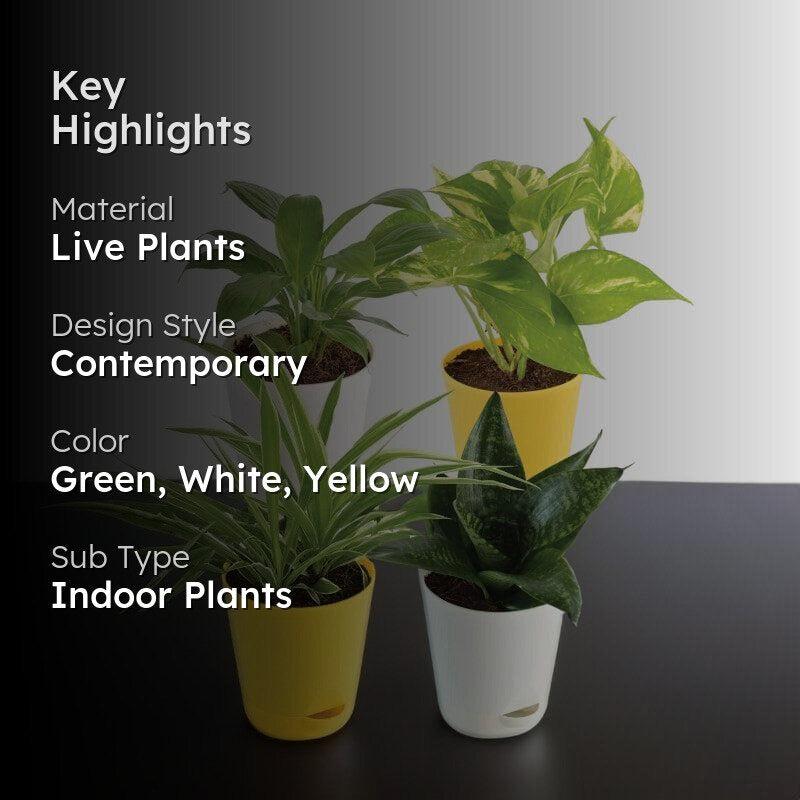 Ugaoo Air Purifier Plants With Pot - Set Of Four media 2