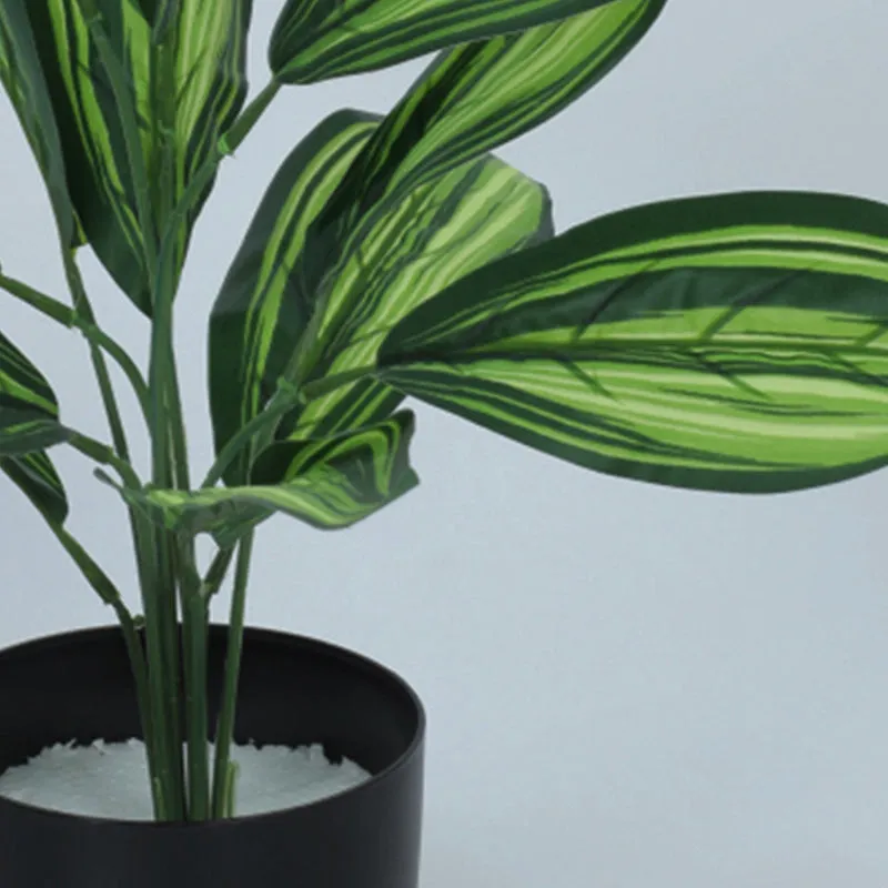 Edena Artificial Variegated Dracaena With Black Plastic Pot - 1.6 Feet media 3