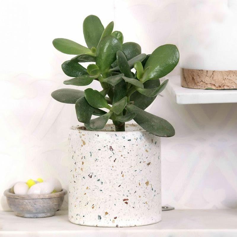 Terrazzo Cylindrical Hand Crafted Marble Planter - Big media 3