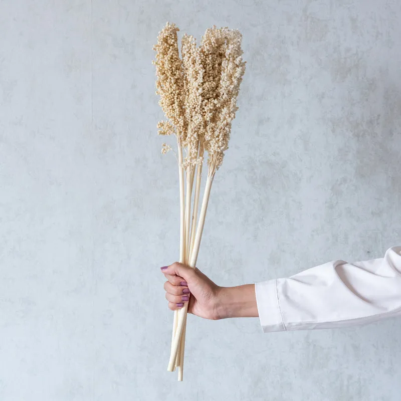 Eshbas Corn Stem (White) - Set Of Five media 1