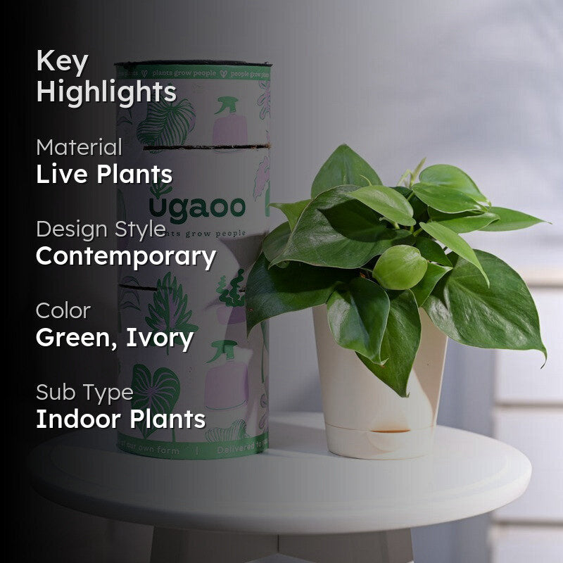 Ugaoo Philodendron Oxycardium Green Plant media 2