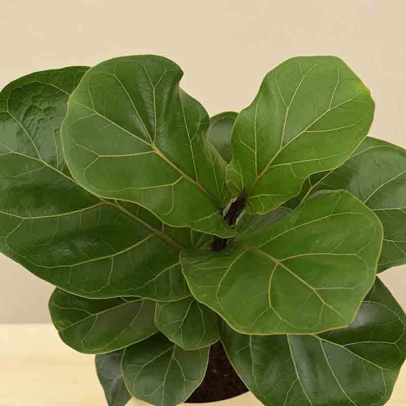 Ugaoo Fiddle Leaf Fig Plant - Bambino (Medium) media 6