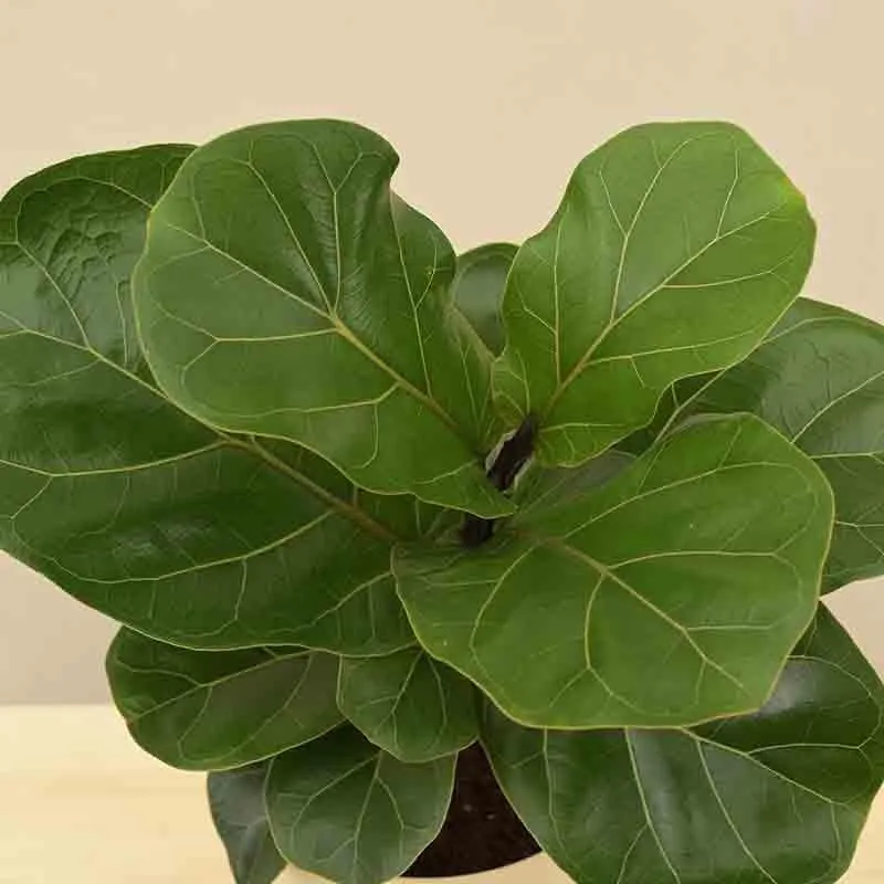 Ugaoo Fiddle Leaf Fig Plant - Bambino (Medium) media 6