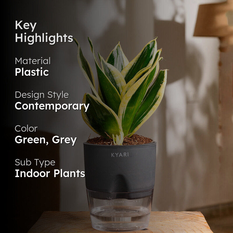 Kyari Golden Hahnii Snake Plant With Self Watering Pot (Grey) - 18 cm media 2