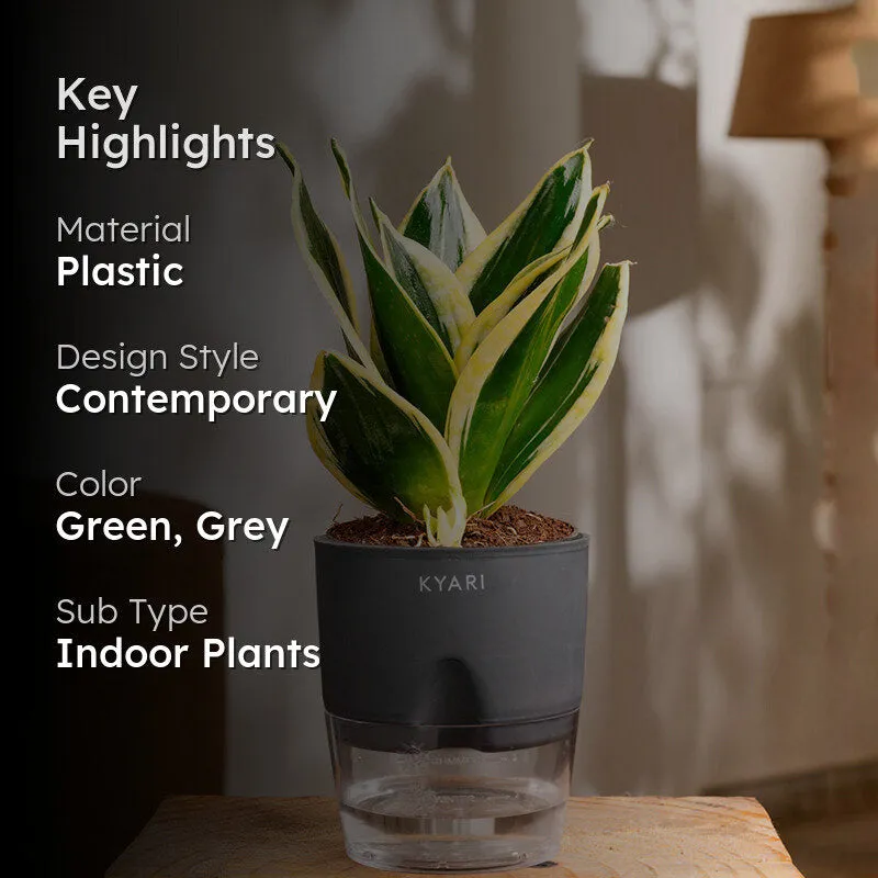 Kyari Golden Hahnii Snake Plant With Self Watering Pot (Grey) - 18 cm media 2