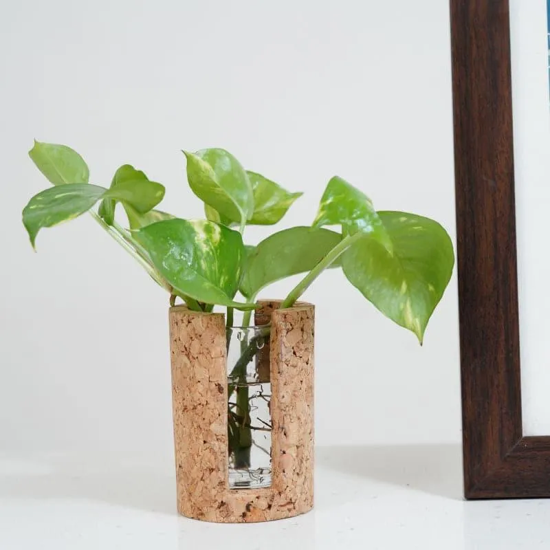 Hitcho Cork Testube Planter media 3