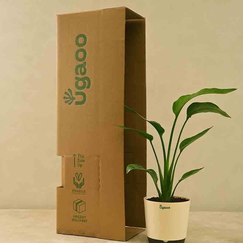 Ugaoo Bird of Paradise Plant - Big media 6