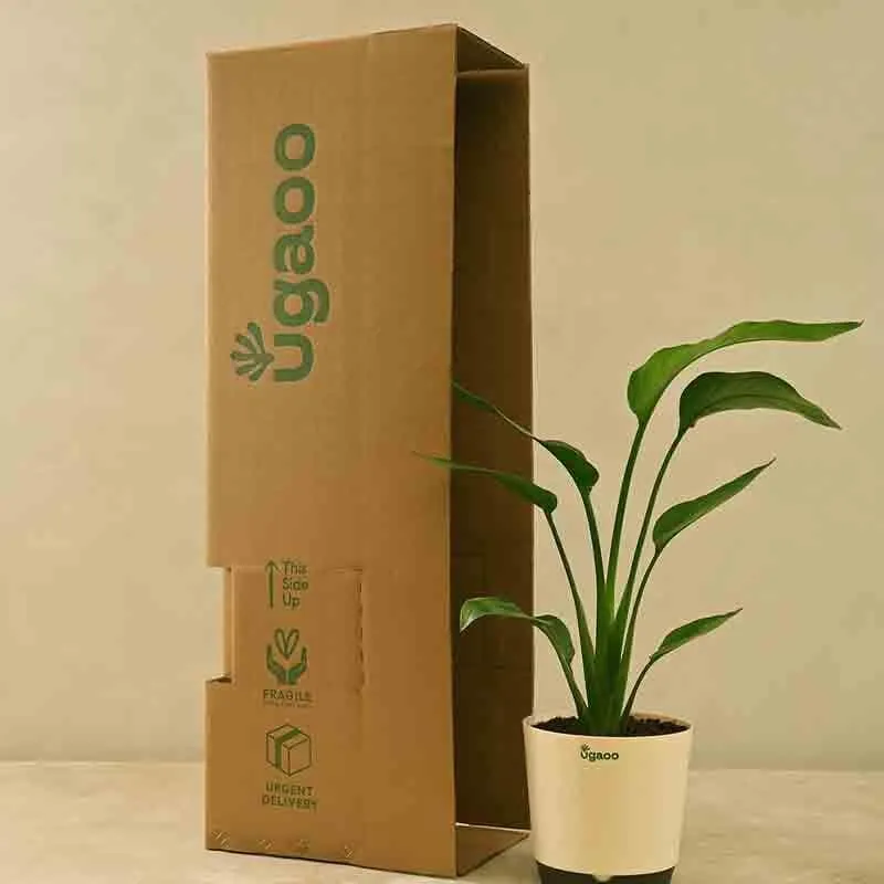 Ugaoo Bird of Paradise Plant - Big media 6
