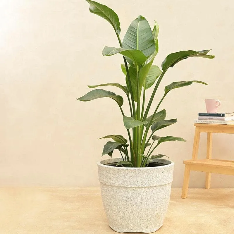 Ugaoo Barca Round Large Planter - White media 3
