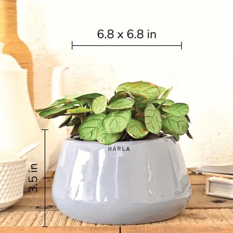 Ugaoo Tulip Fantasy 6031 Grey Ceramic Pot media 4