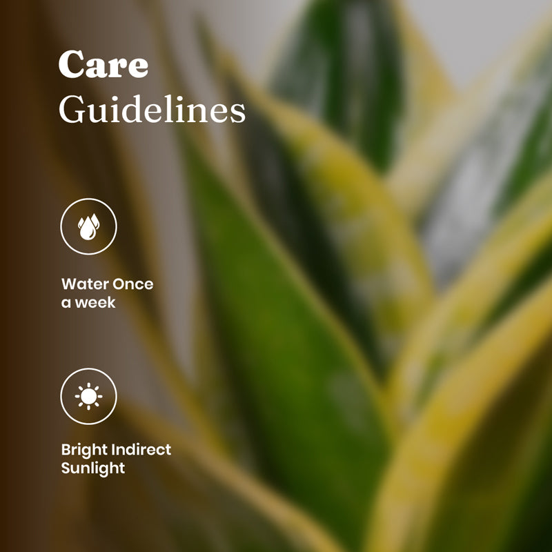 Kyari Golden Hahnii Snake Plant With Self Watering Pot - White media 5
