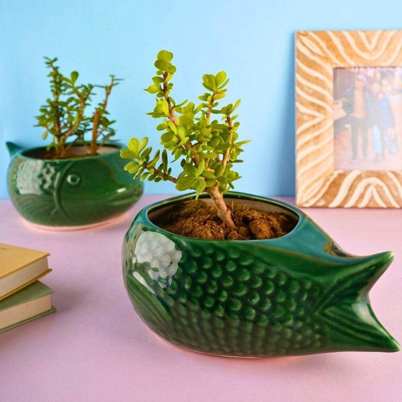 Catfish Green Planter media 2
