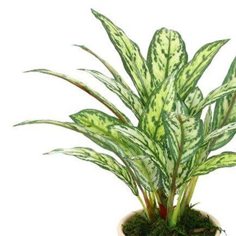 Faux Dieffenbachia Bonsai In Ceramic Pot (26 cms) - Light Green media 3