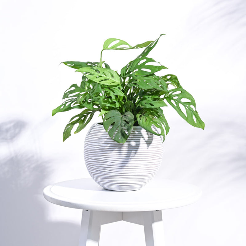 UGAOO Planter Vase Ball Rib - Ivory media 3