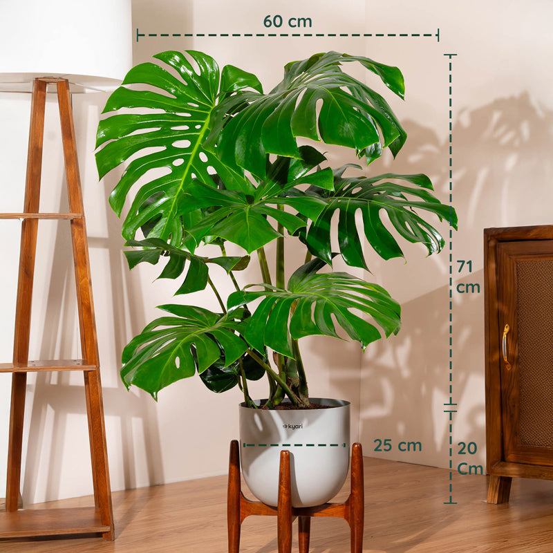 Kyari Monstera Deliciosa Plant With Metal Self Watering Pot (Grey) - 3 ft media 5