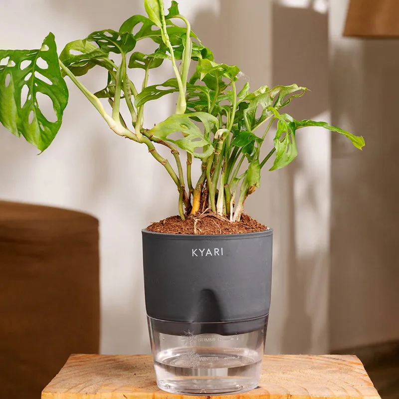 Kyari Philodendron/Broken Heart Plant With Self Watering Pot (Grey) - 18 cm media 1