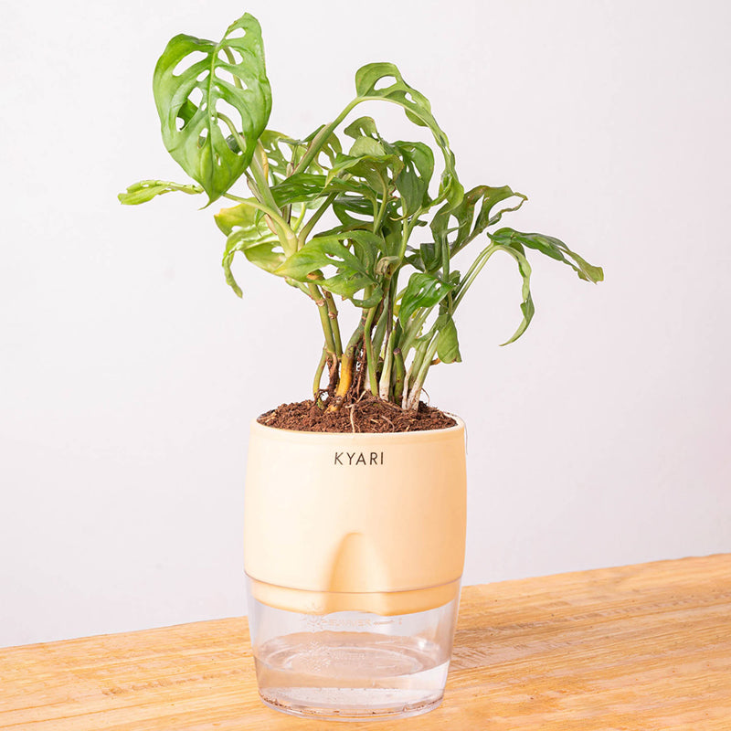 Kyari Philodendron/Broken Heart Plant With Self Watering Pot (Ivory) - 18 cm media 6