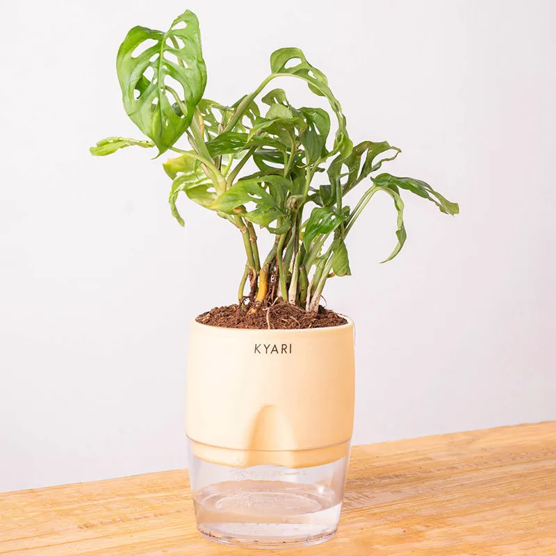 Kyari Philodendron/Broken Heart Plant With Self Watering Pot (Ivory) - 18 cm media 6