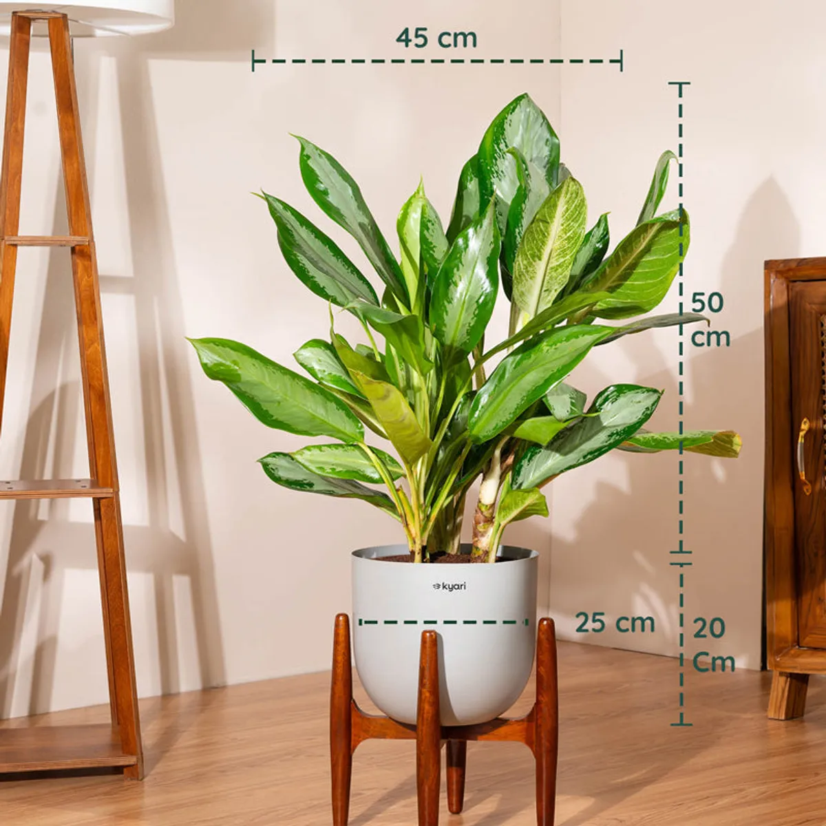 Green Agalonema plant in a grey pot with visible size markings
