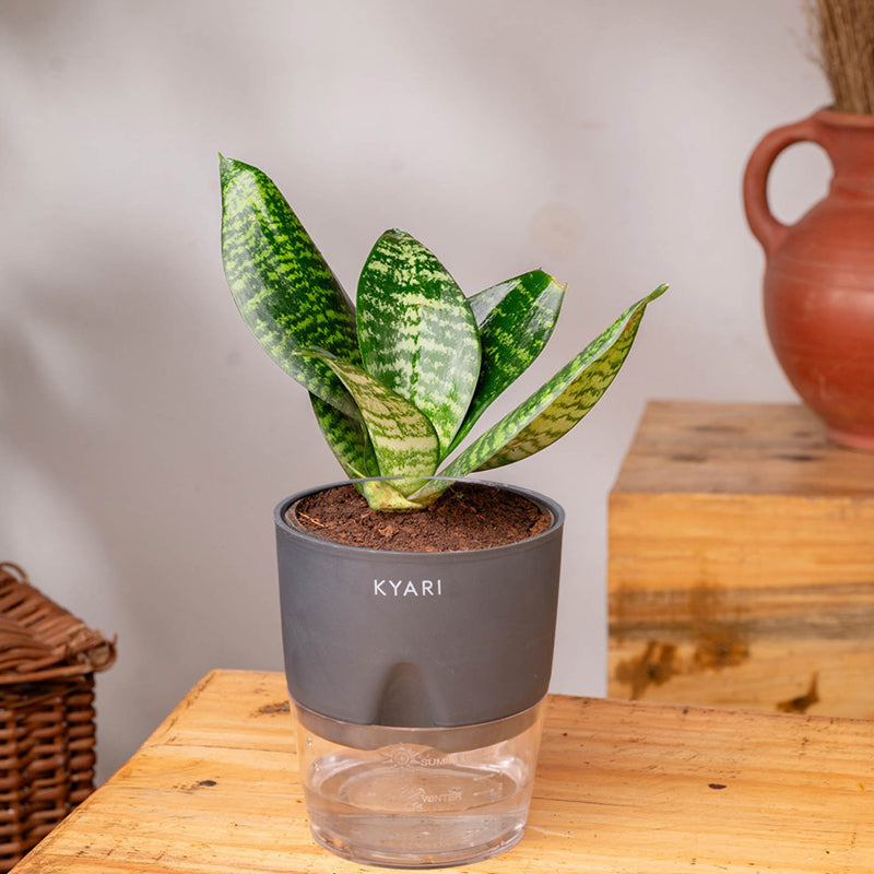 Kyari Sansevieria Snake Plant With Pot (Grey) - 18 cm media 3