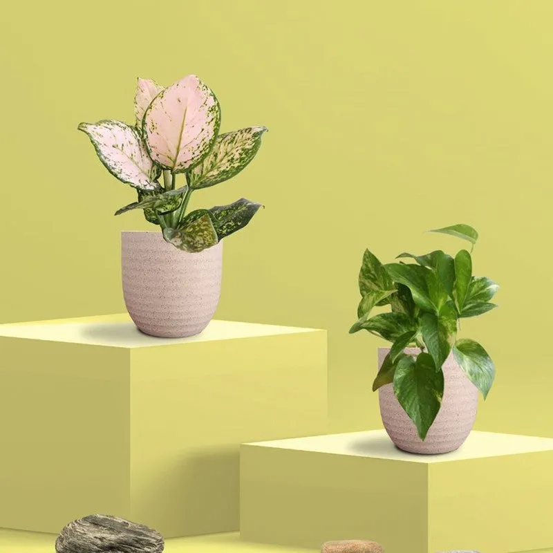 Greenkin Aglaonema Wishes & Gold King Live Plants (Ivory) - Set Of Two media 3